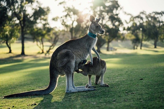 I meravigliosi parchi naturalistici dell’Australia