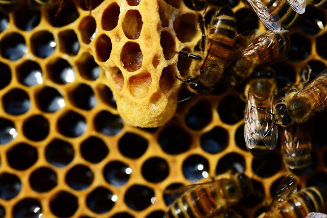 La più grossa dell’alveare: caratteristiche e ciclo di vita dell’ape regina